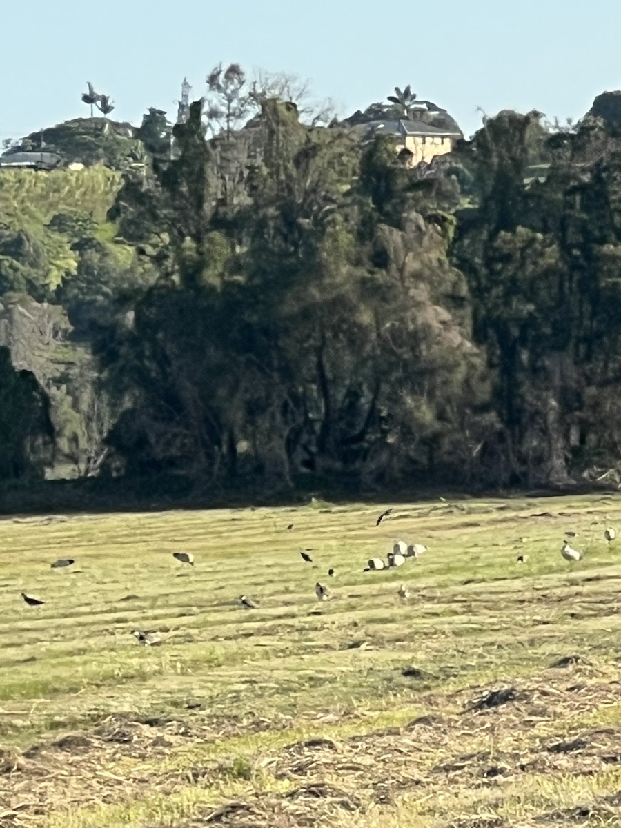 ズグロトサカゲリ - ML646388025