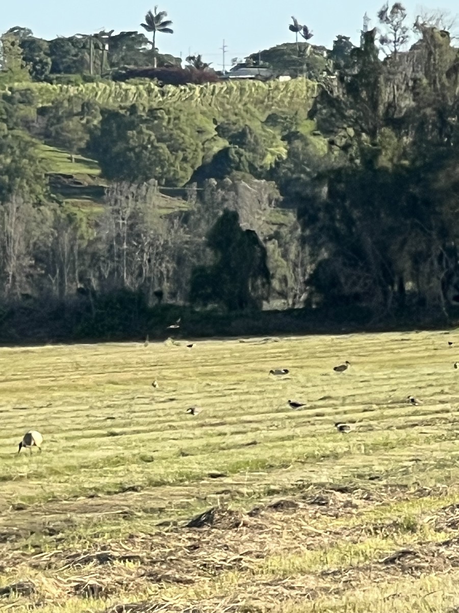 ズグロトサカゲリ - ML646388026