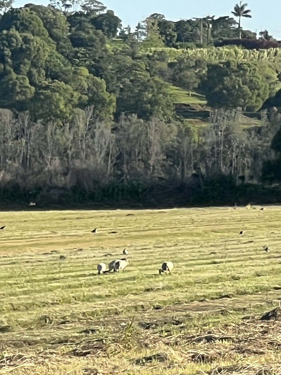 ズグロトサカゲリ - ML646388027