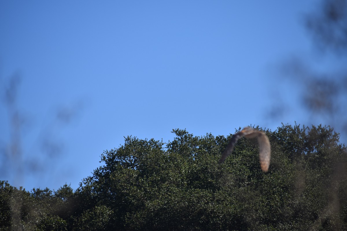 sova americká - ML646388029