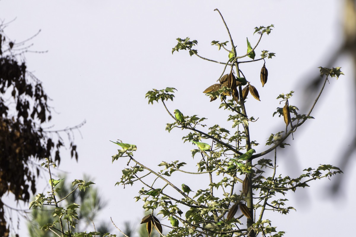 Yellow-chevroned Parakeet - ML646388032