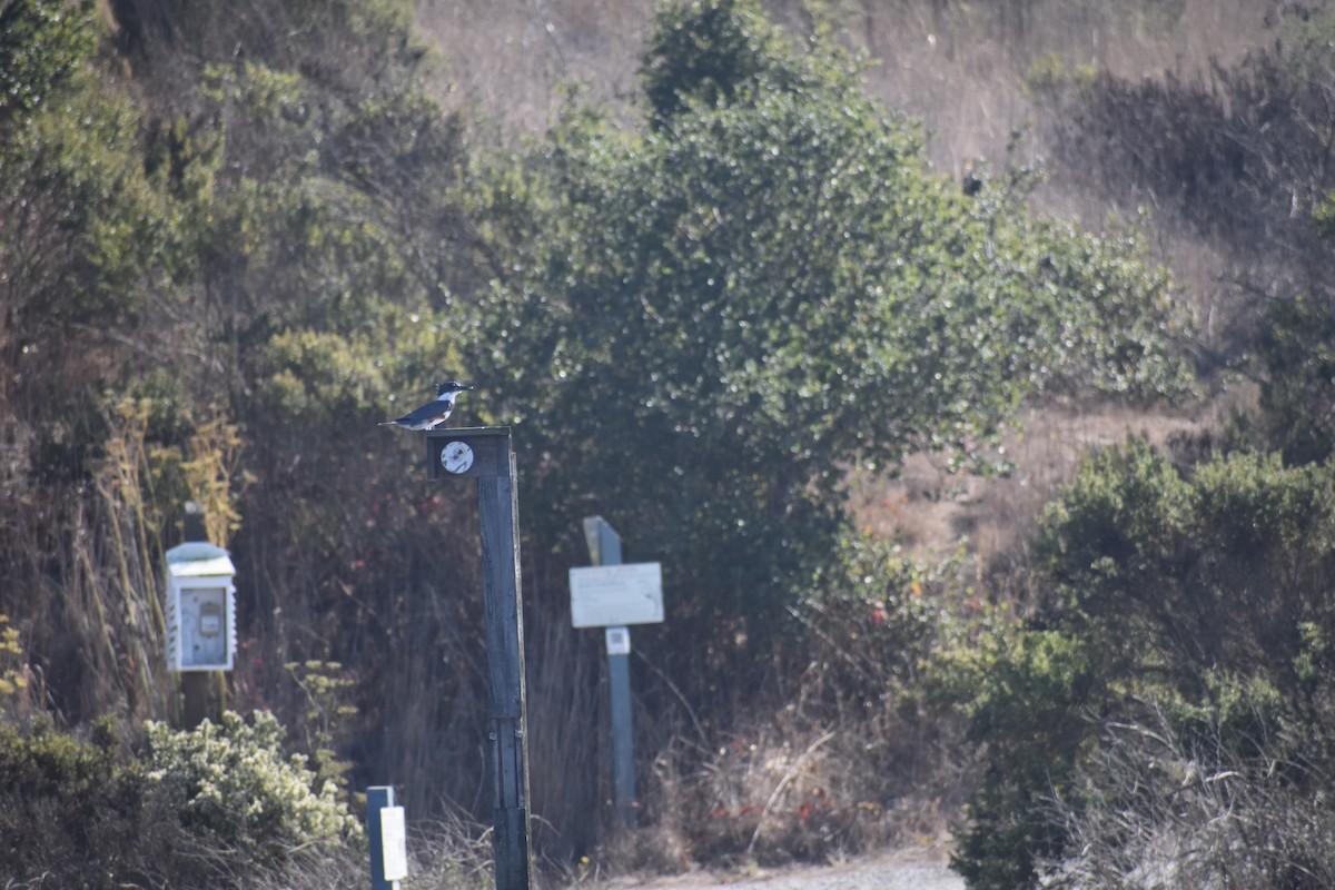 rybařík pruhoprsý - ML646388039