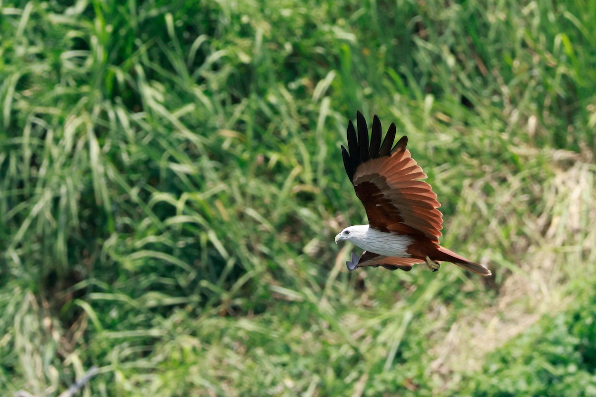 Brahminy Kite - ML646388042