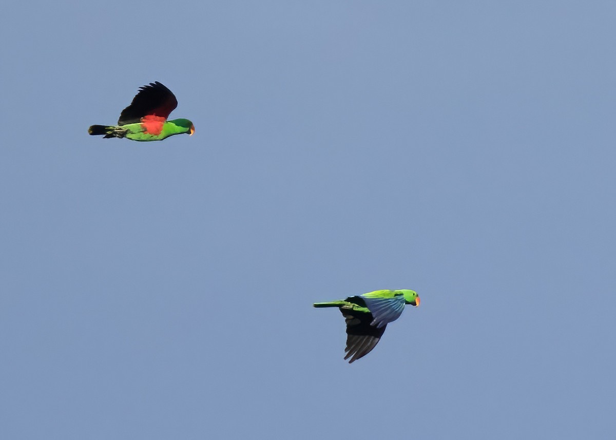 Papuan Eclectus - ML646388048