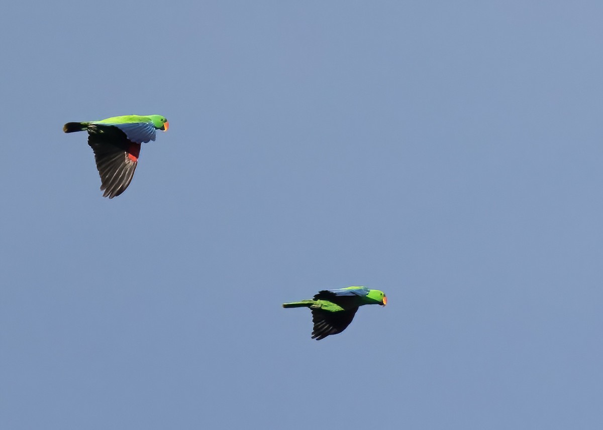 Papuan Eclectus - ML646388049