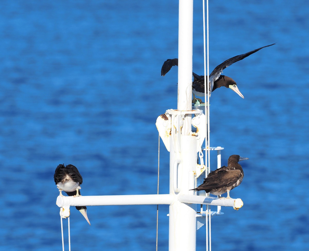 Cocos Booby - ML646388051