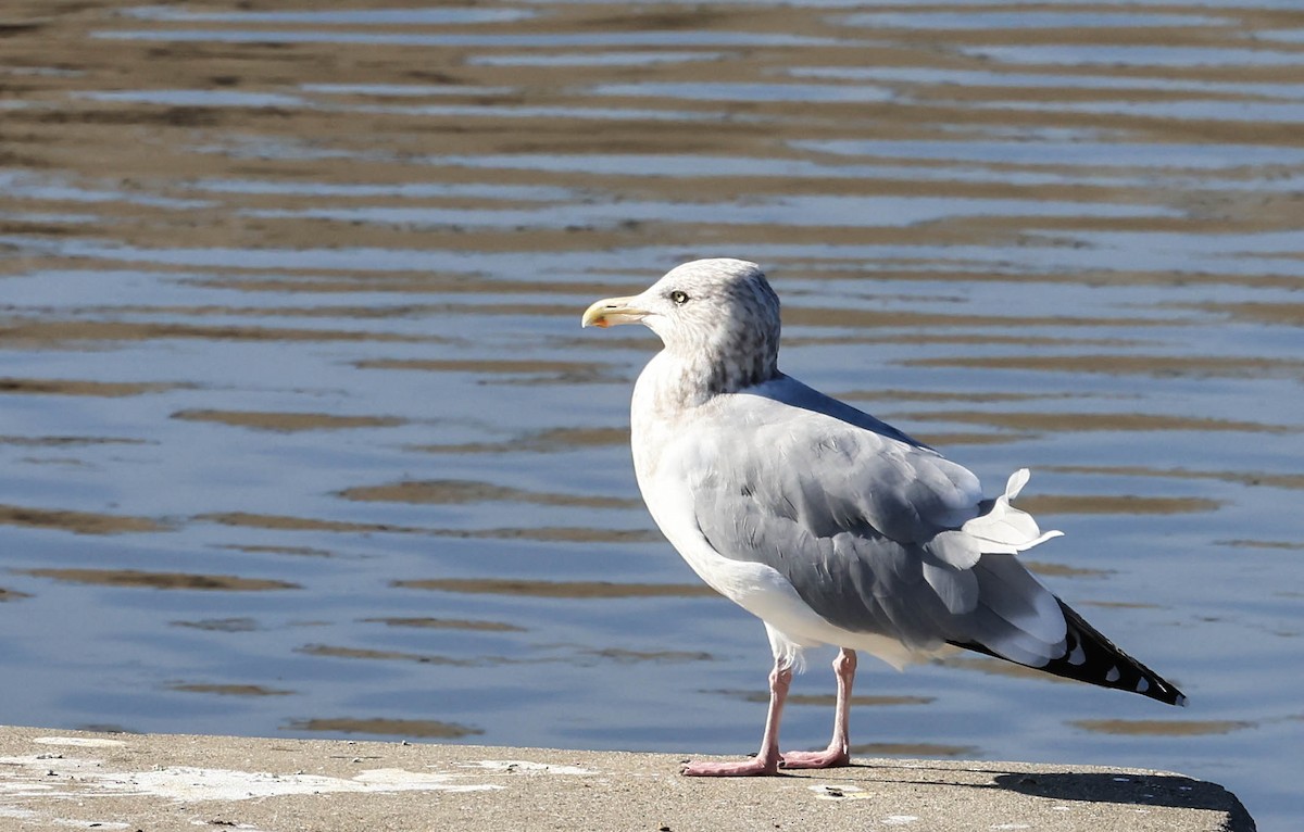 American Herring Gull - ML646388052