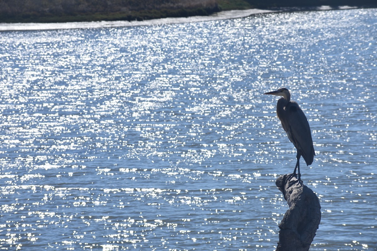 volavka velká - ML646388053