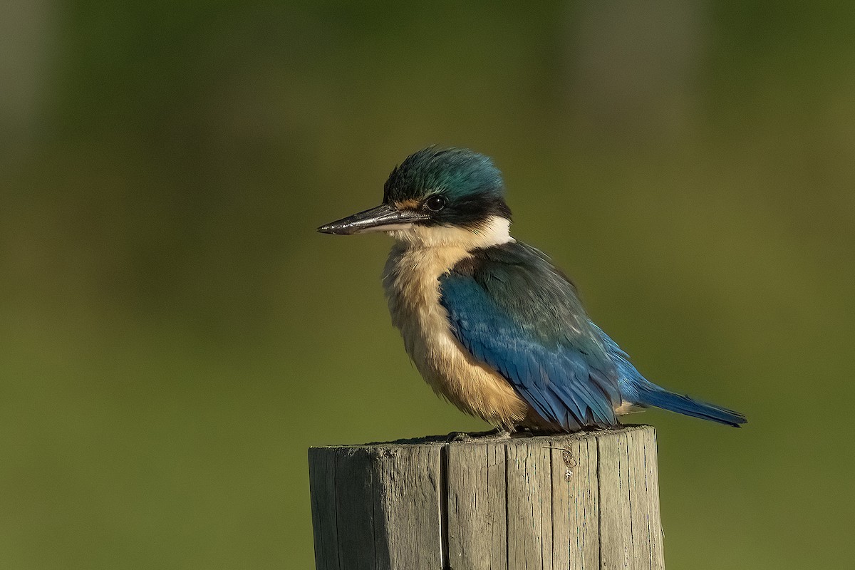 Sacred Kingfisher - ML646388054
