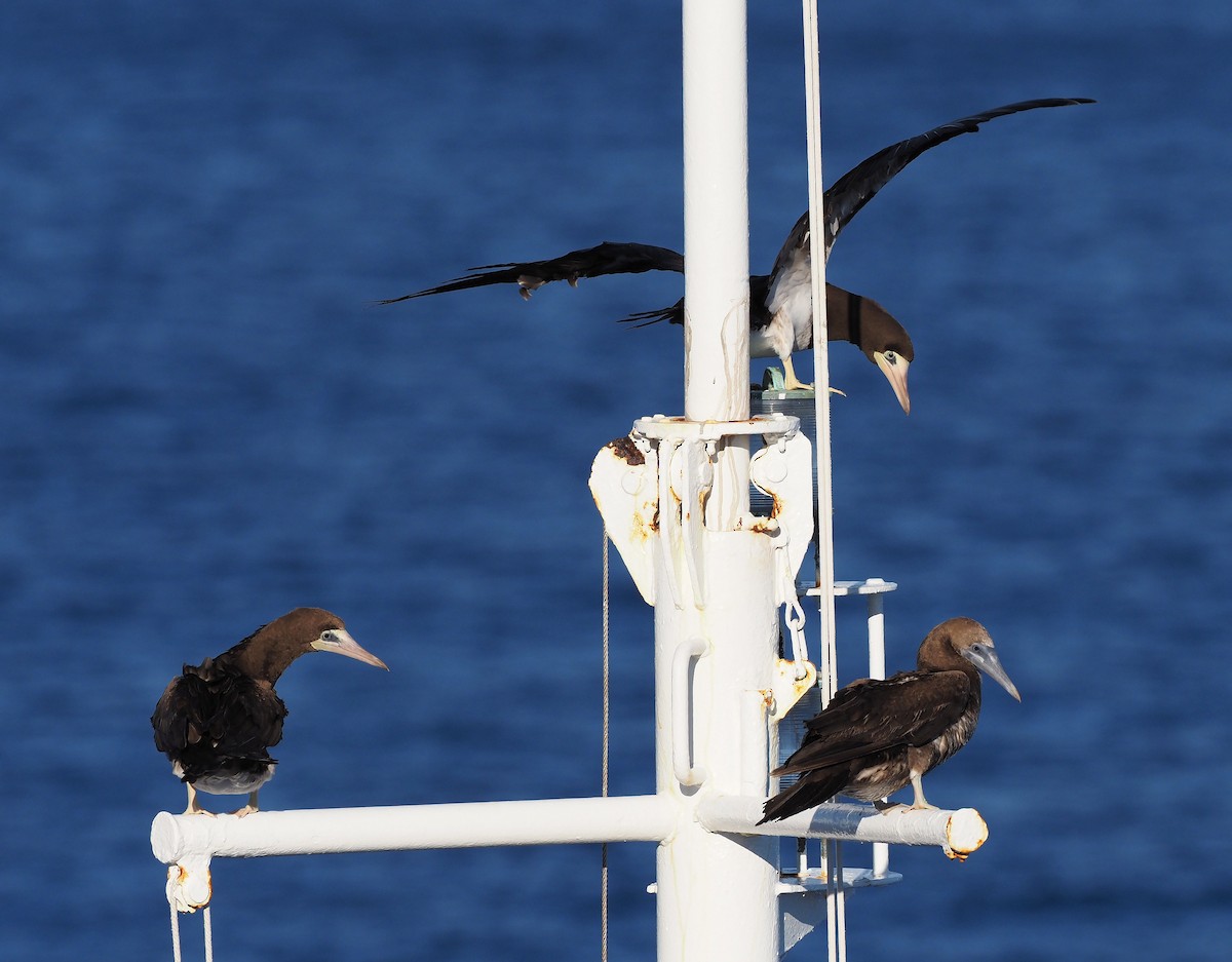 Cocos Booby - ML646388055