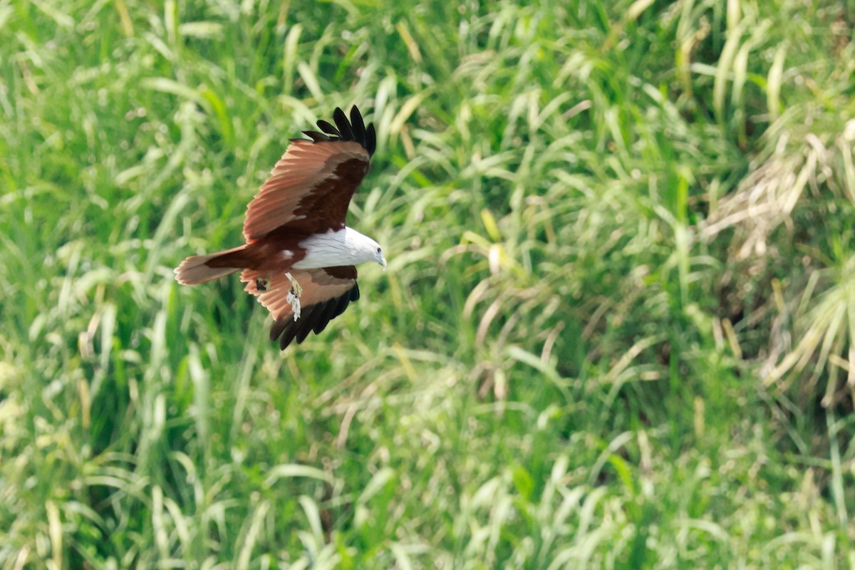 Brahminy Kite - ML646388057