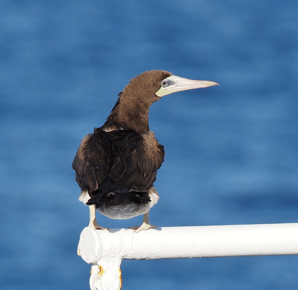 Cocos Booby - ML646388058