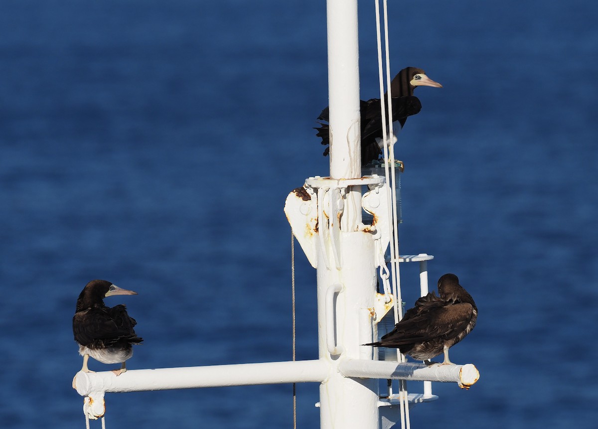 Cocos Booby - ML646388062