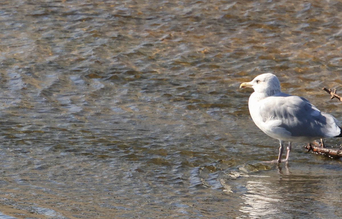 American Herring Gull - ML646388067