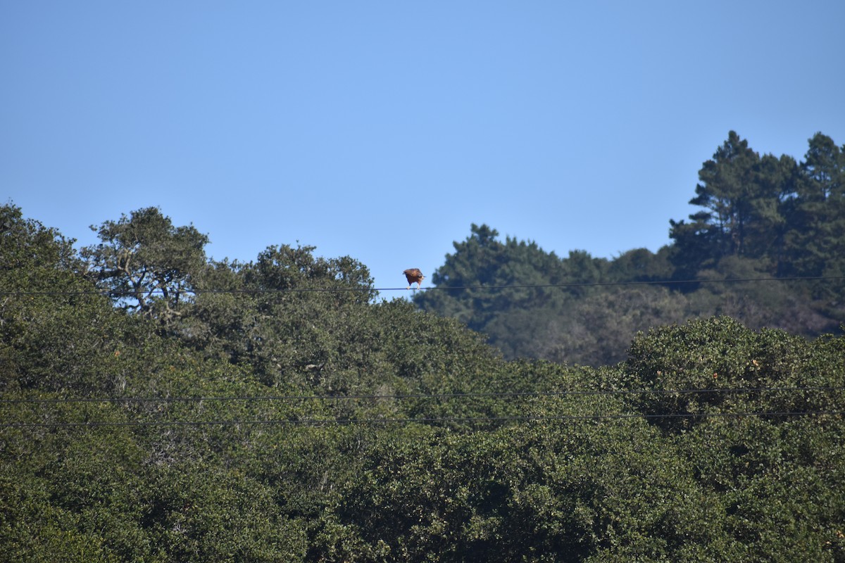 káně páskovaná - ML646388069