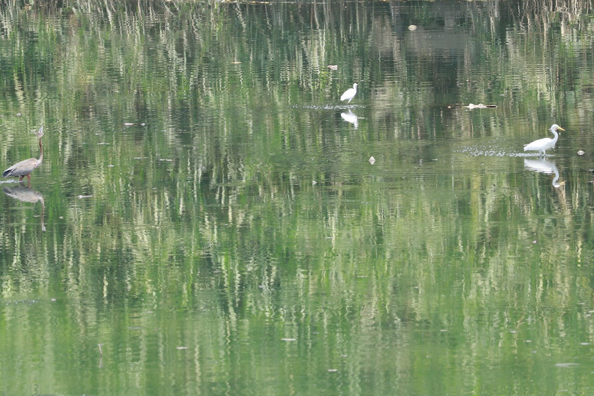 Great Egret - ML646388071