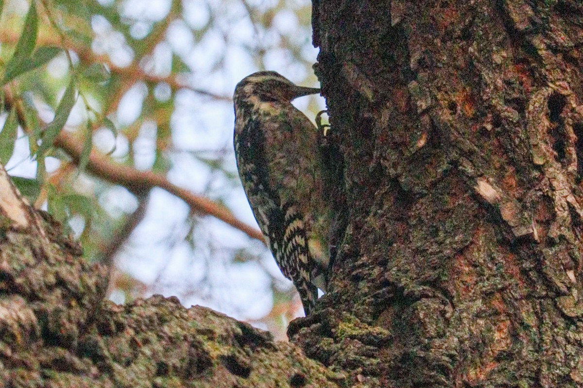 Yellow-bellied Sapsucker - ML646388072