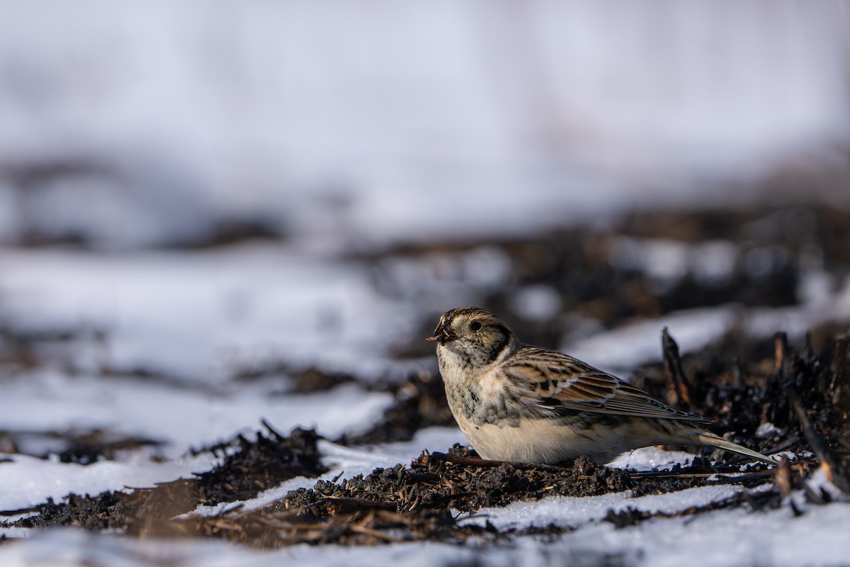 Лапландский подорожник - ML646388073