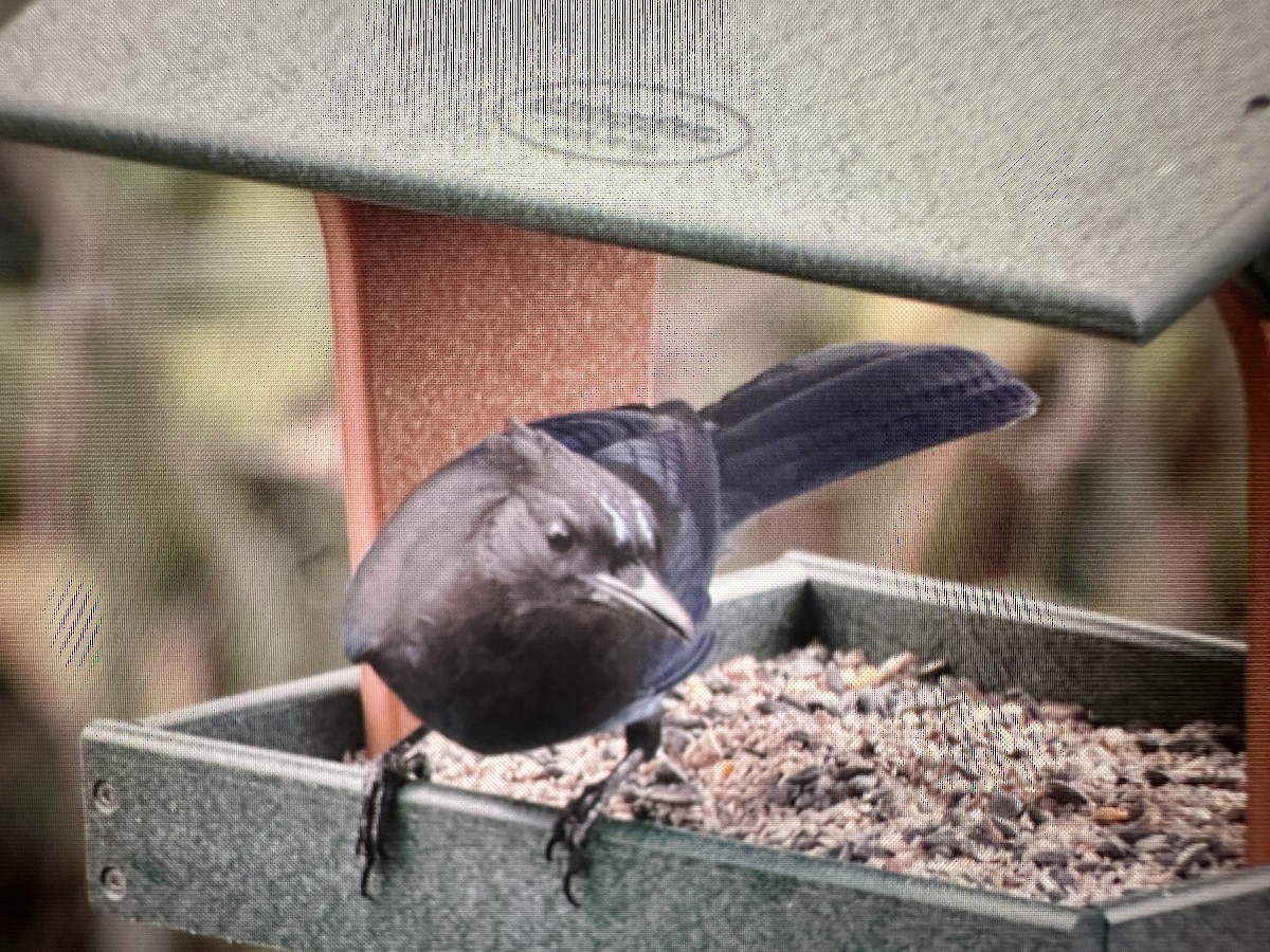 Steller's Jay - ML646388074