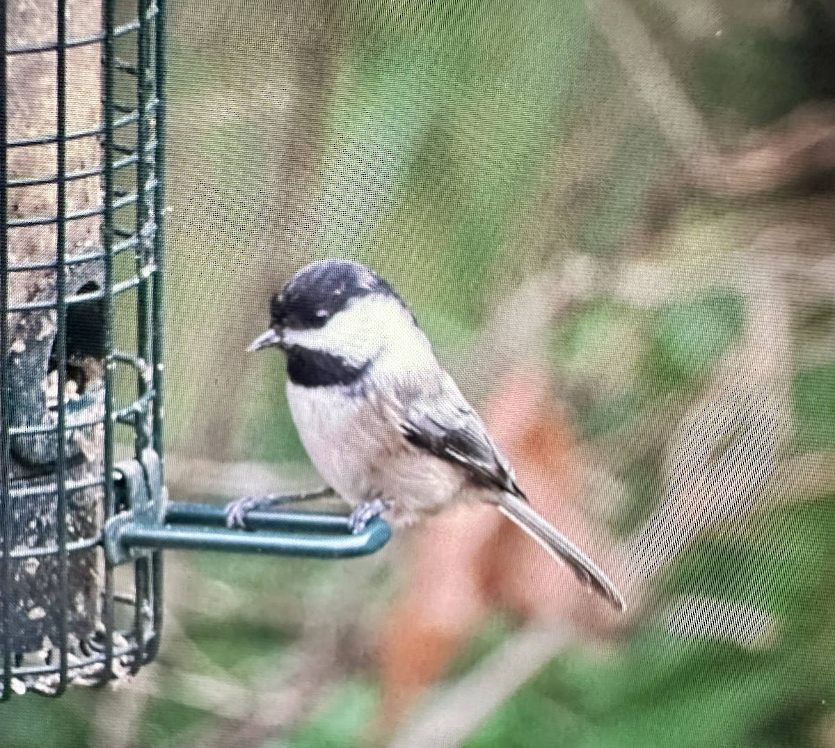 Black-capped Chickadee - ML646388080