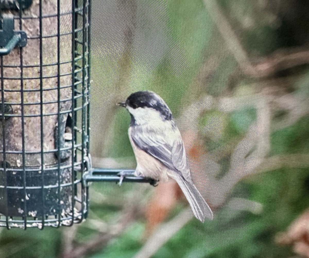 Black-capped Chickadee - ML646388081