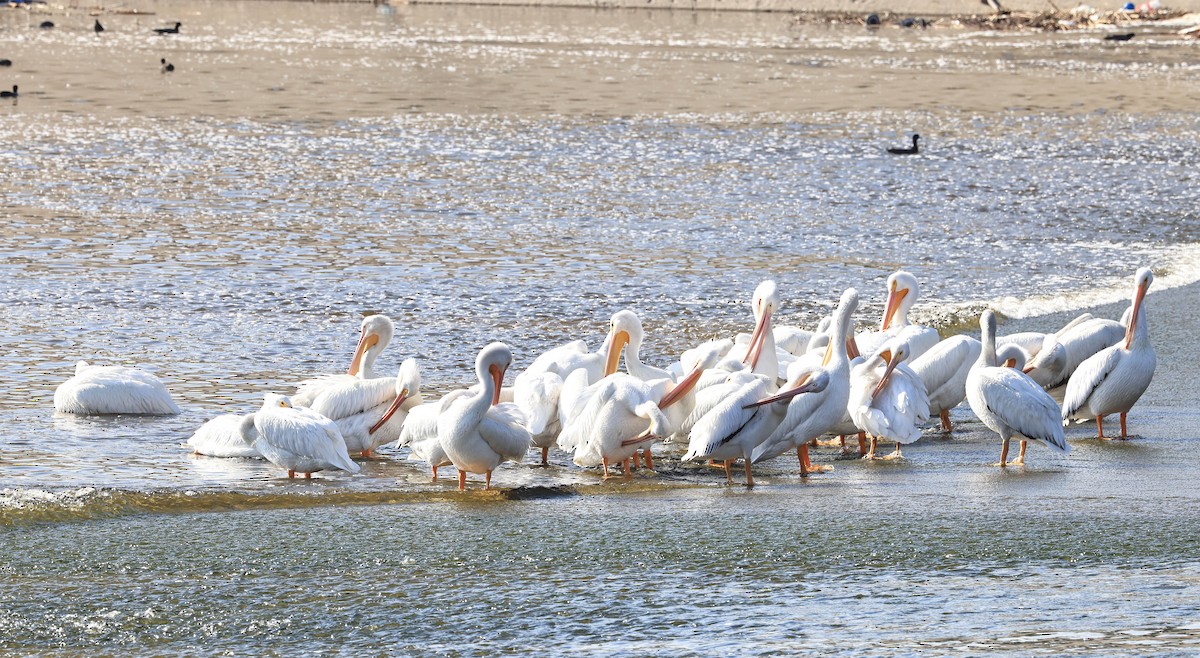 Amerika Pelikanı - ML646388082