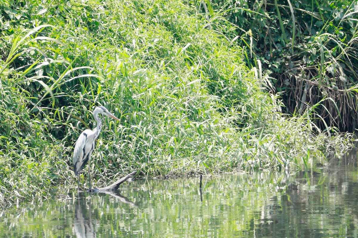 Gri Balıkçıl - ML646388083