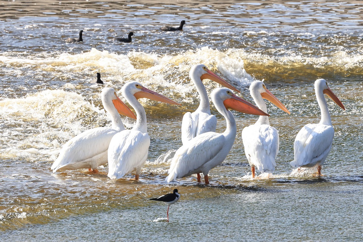 Amerika Pelikanı - ML646388084