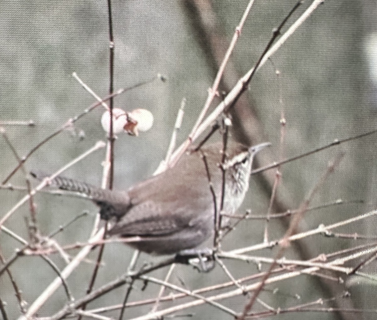 Bewick's Wren - ML646388088