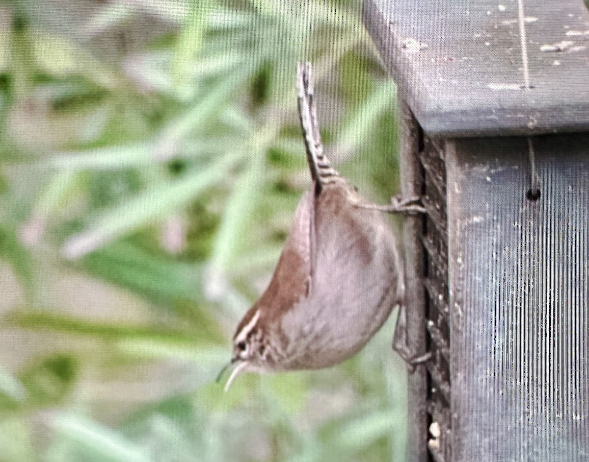 Bewick's Wren - ML646388089