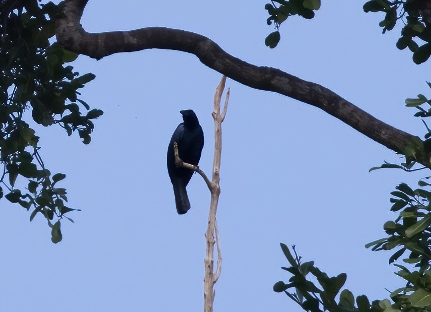 Glossy-mantled Manucode - ML646388092