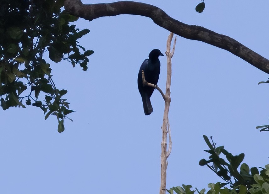 Glossy-mantled Manucode - ML646388093