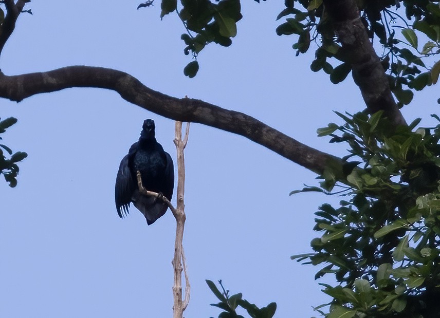 Glossy-mantled Manucode - ML646388094