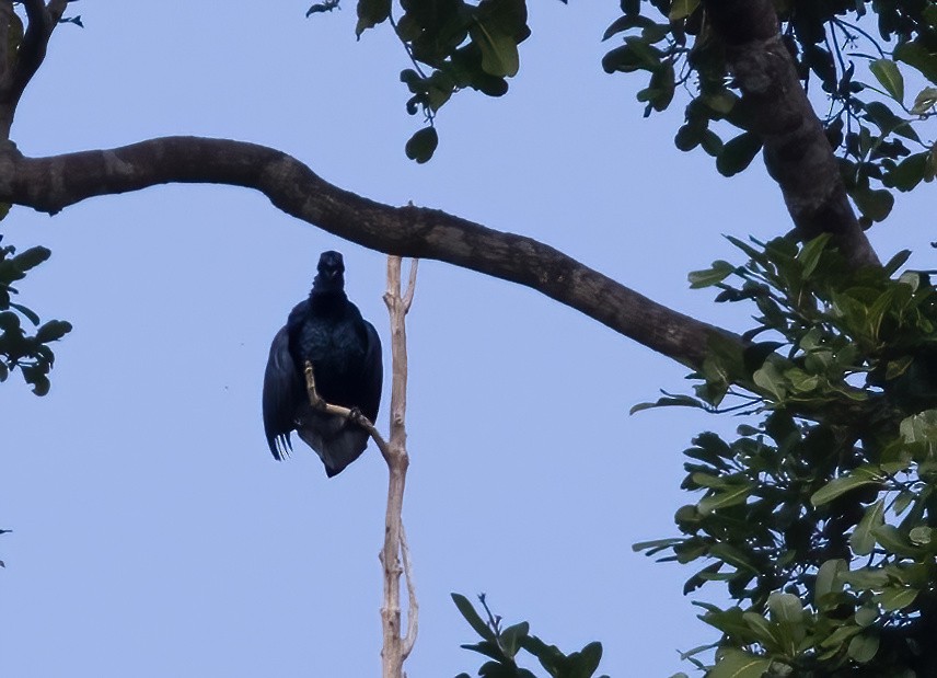 Glossy-mantled Manucode - ML646388095