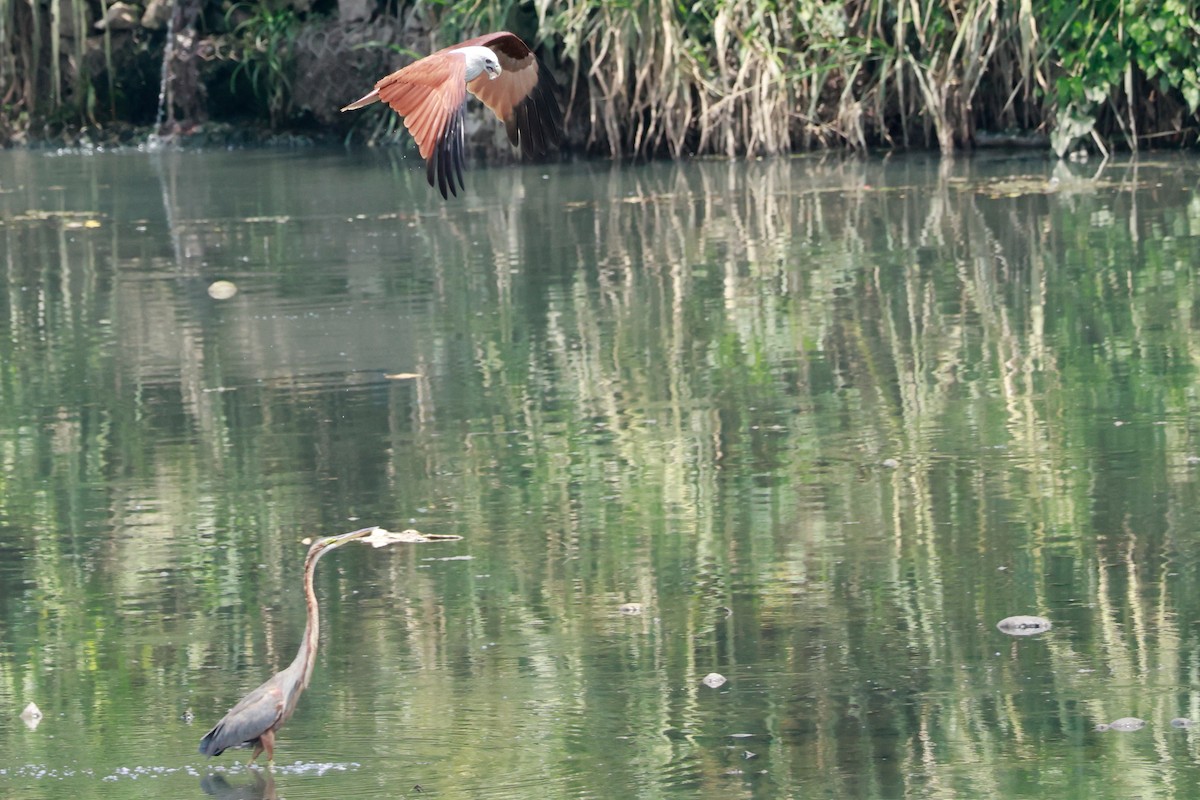 Purple Heron - ML646388099