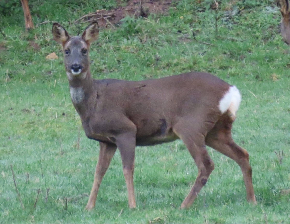 動物界 - ML646388104