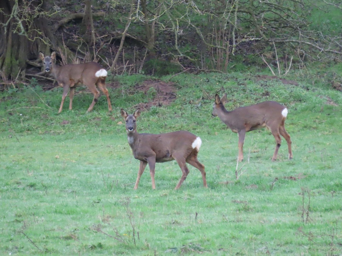 西方狍 - ML646388105