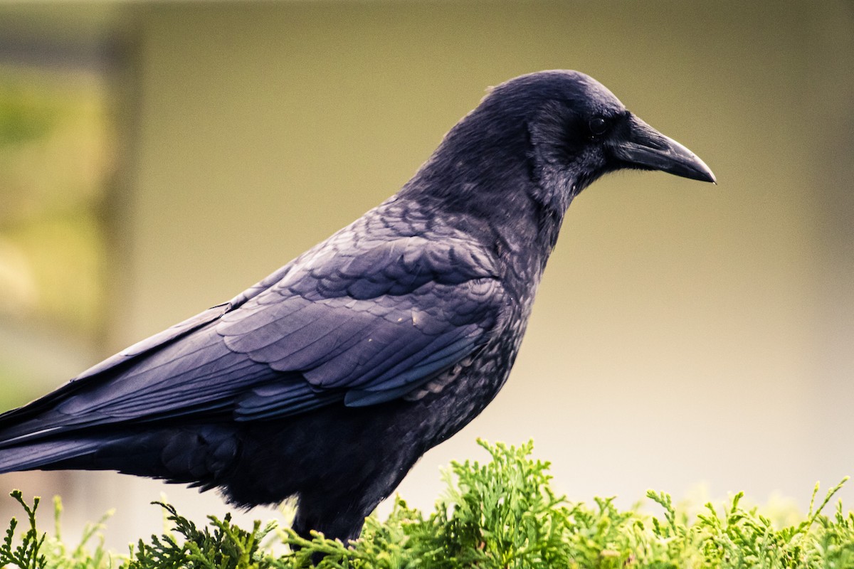 American Crow - ML646388106