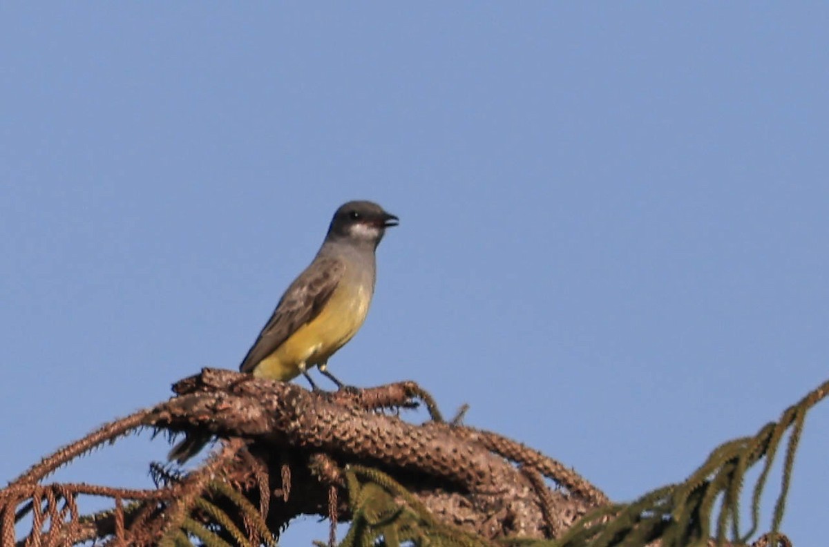 Cassin's Kingbird - ML646388109
