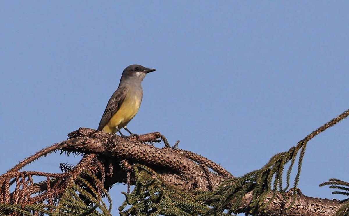 Cassin's Kingbird - ML646388110