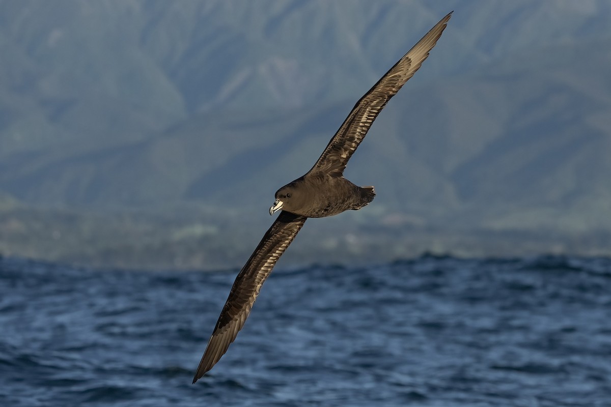 ウエストランドクロミズナギドリ - ML646388115