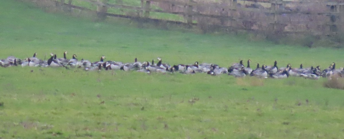 Barnacle Goose - ML646388116