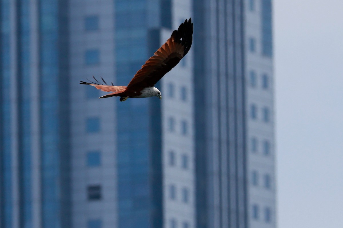 Brahminy Kite - ML646388117