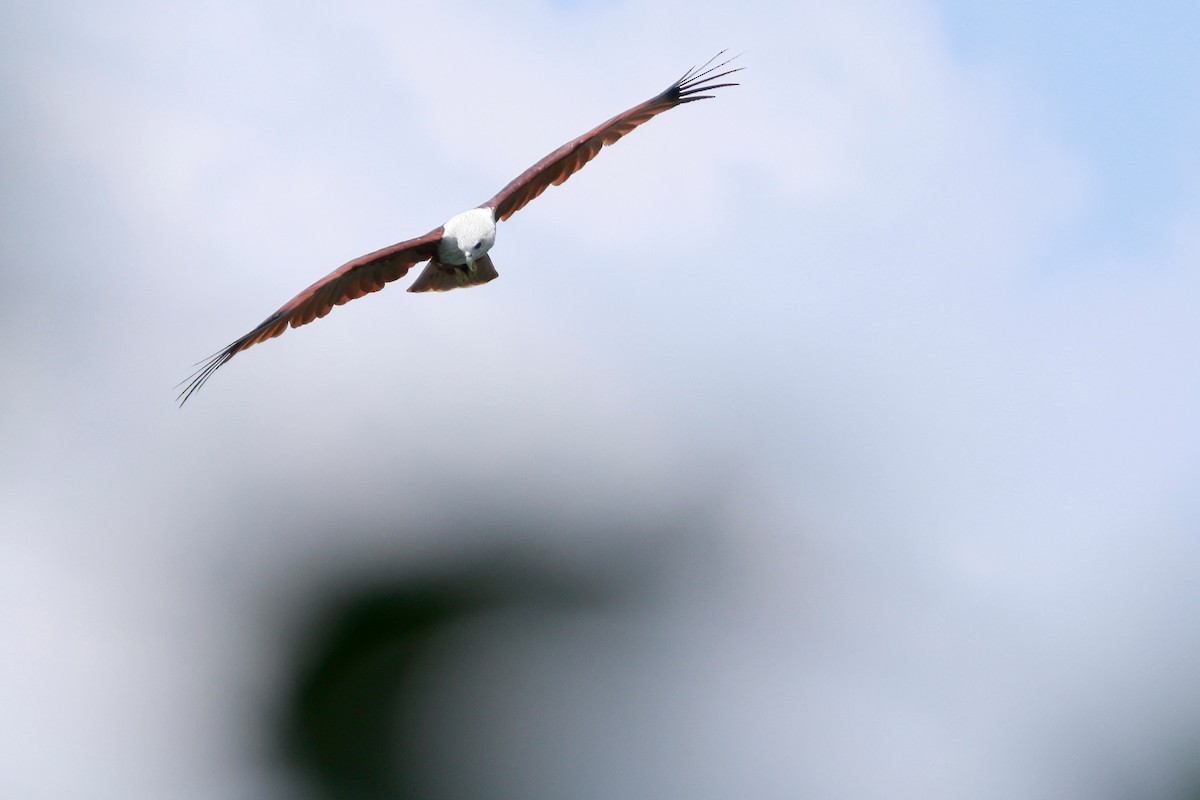 Brahminy Kite - ML646388118