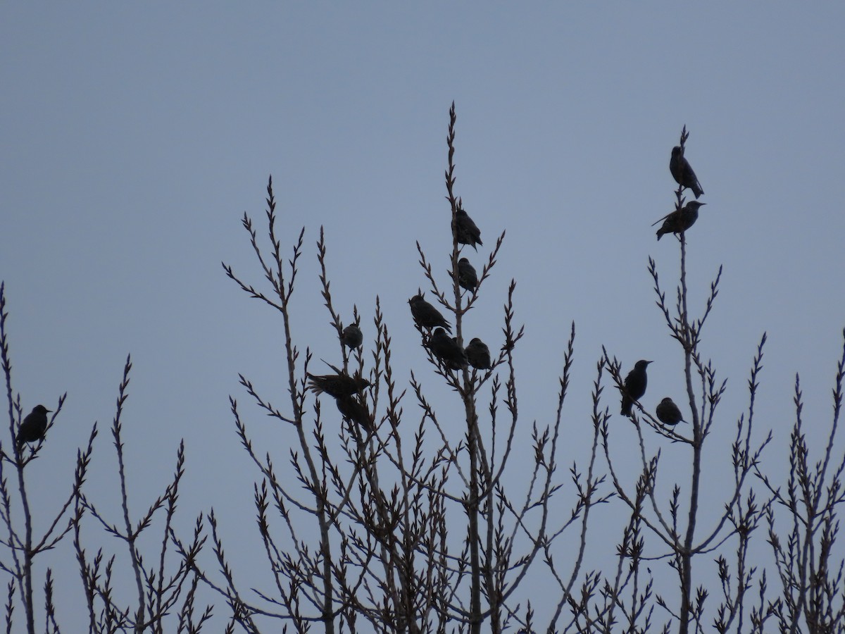 歐洲椋鳥 - ML646388120