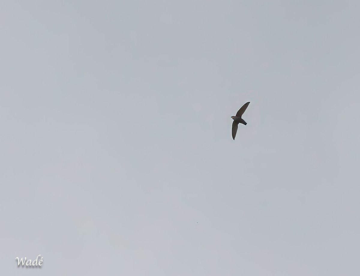 Chimney Swift - ML646388121