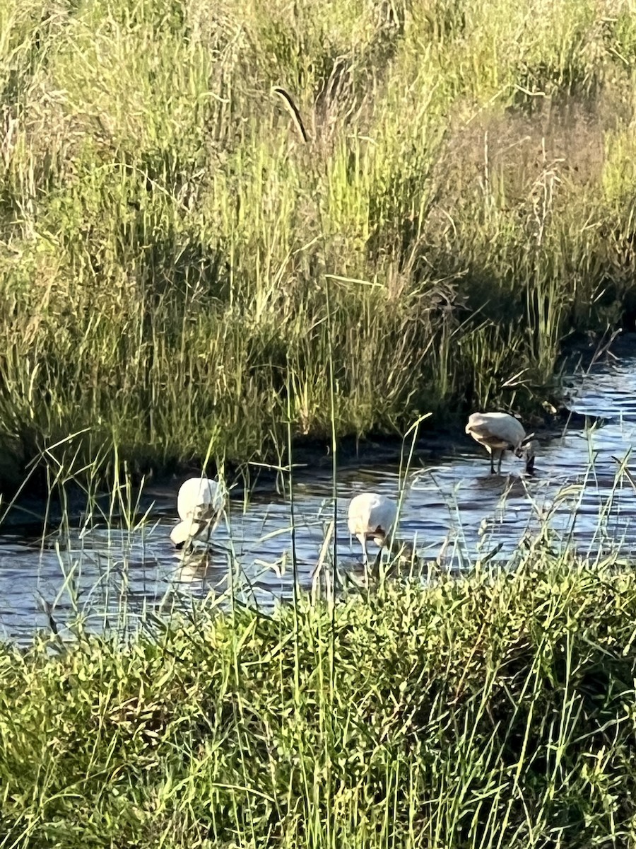 Royal Spoonbill - ML646388122