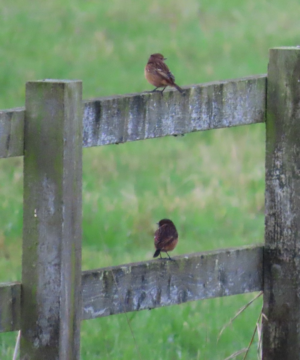 European Stonechat - ML646388123