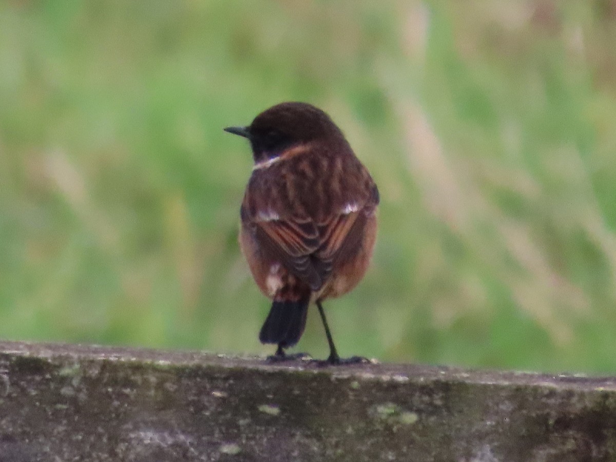 European Stonechat - ML646388125