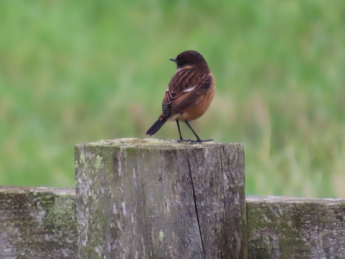 European Stonechat - ML646388126